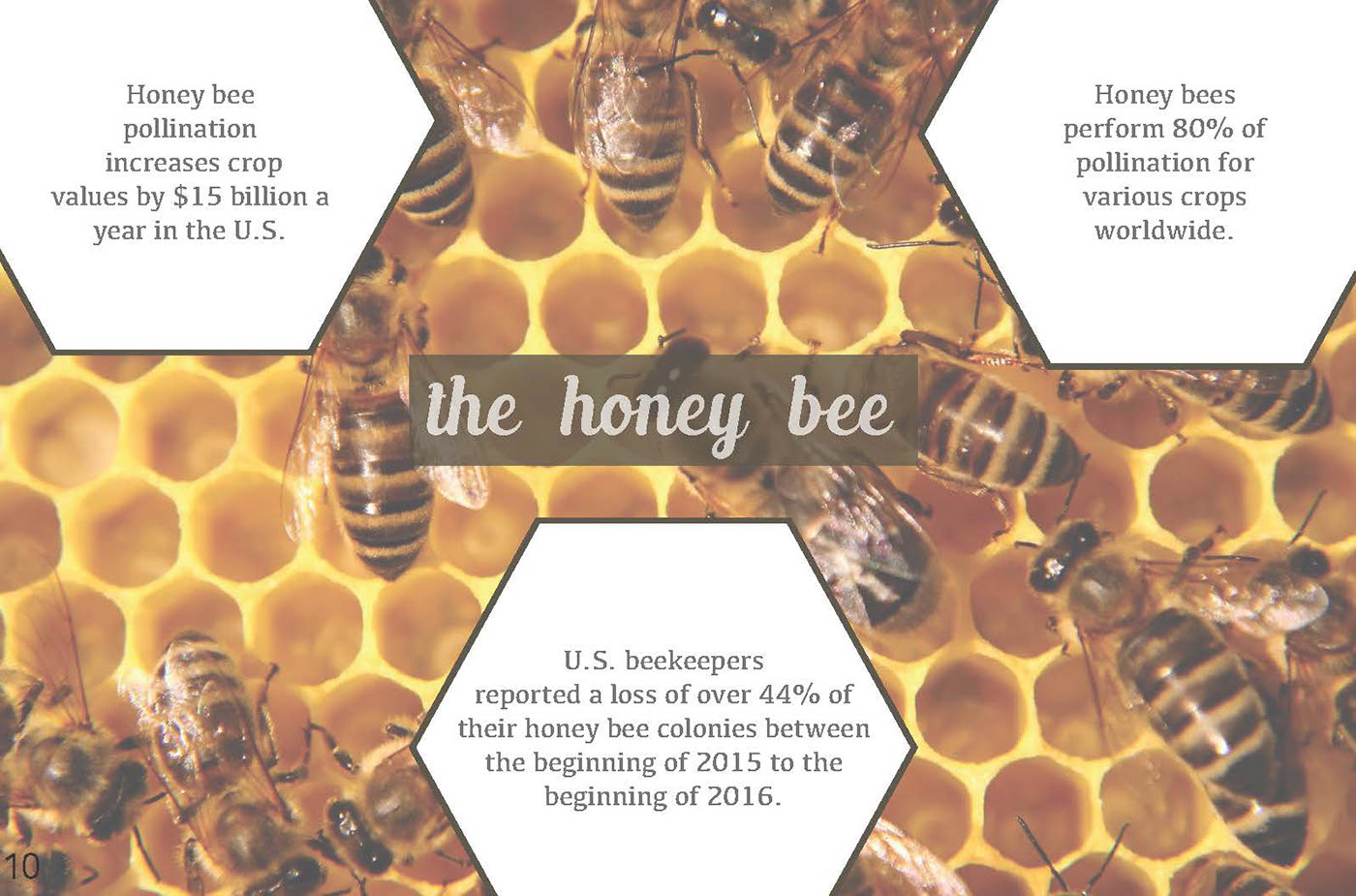 honey bee Retail exhibit interior design  Capstone research Education