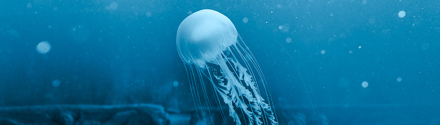 A jellyfish swimming on the ocean.