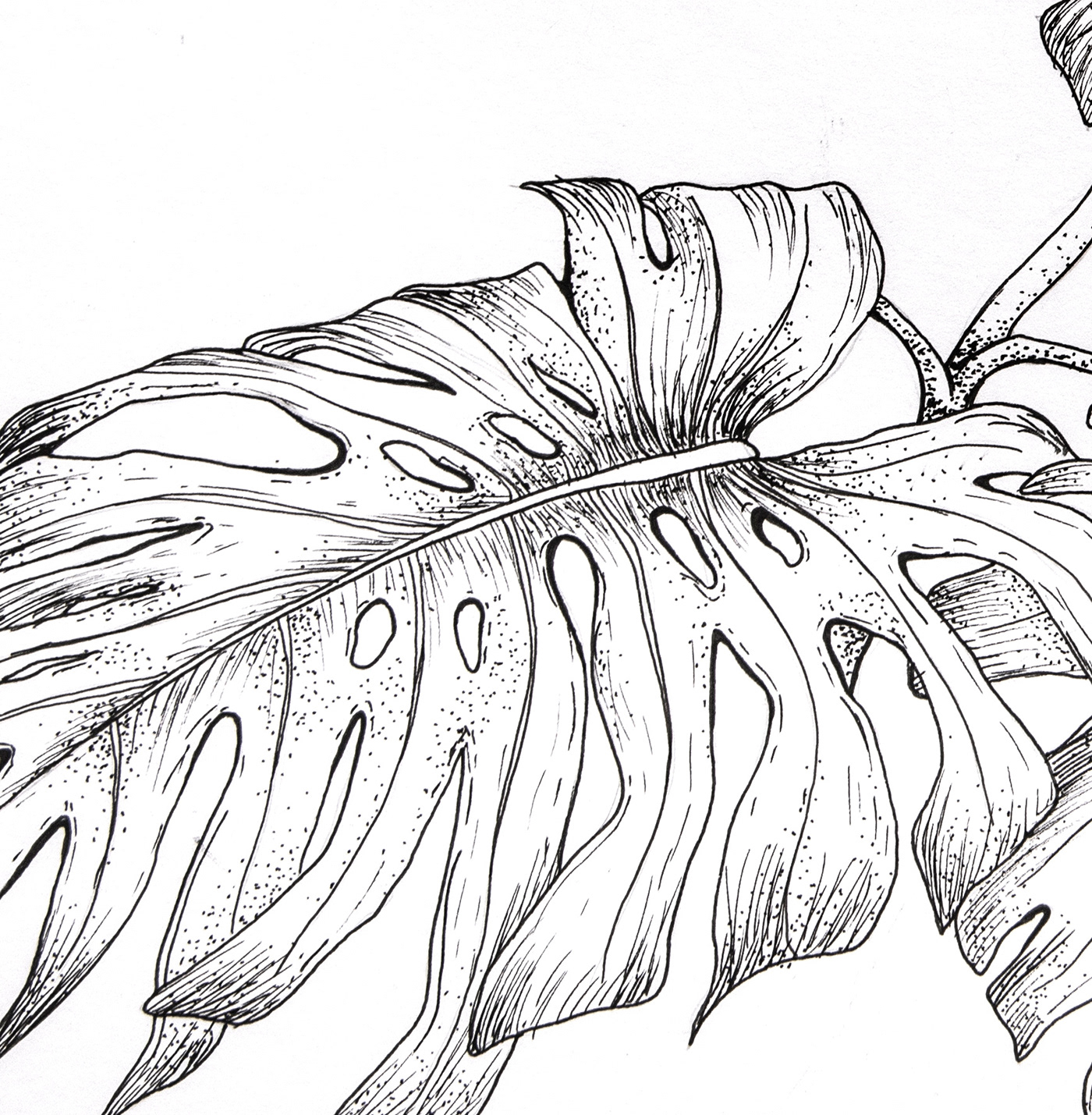 arte estilografo hojas ilustracion ilustración análoga Monstera Deliciosa  naturaleza plantas