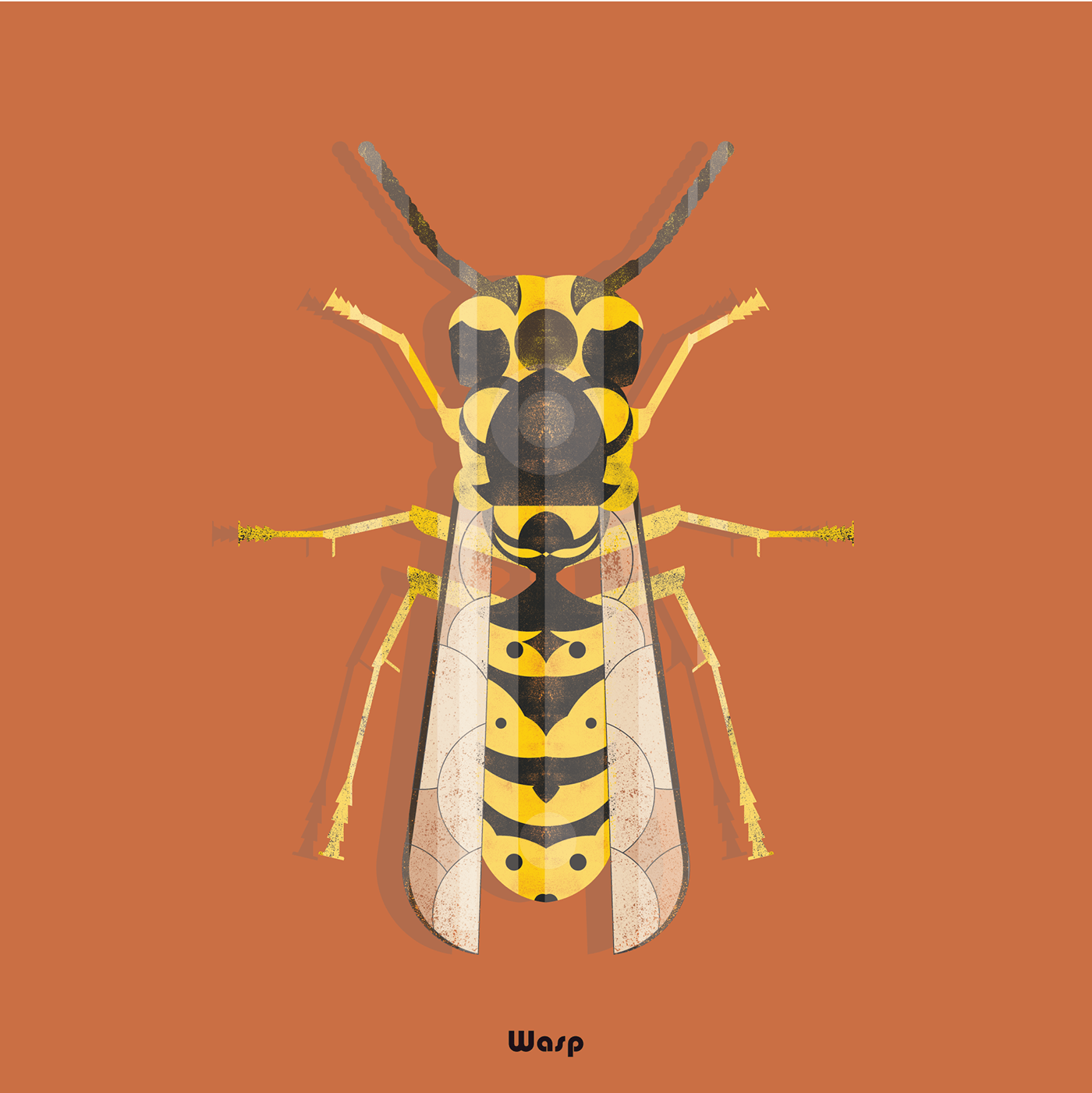 bugs wasp illustrations