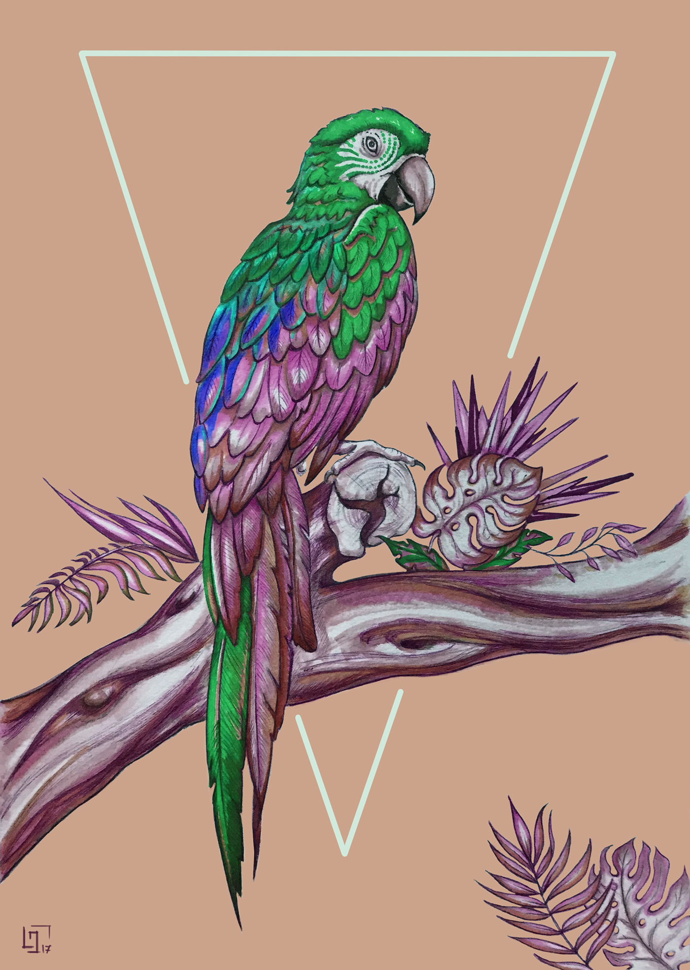 birds Tropical Drawing  vegetation colours parrot ILLUSTRATION 