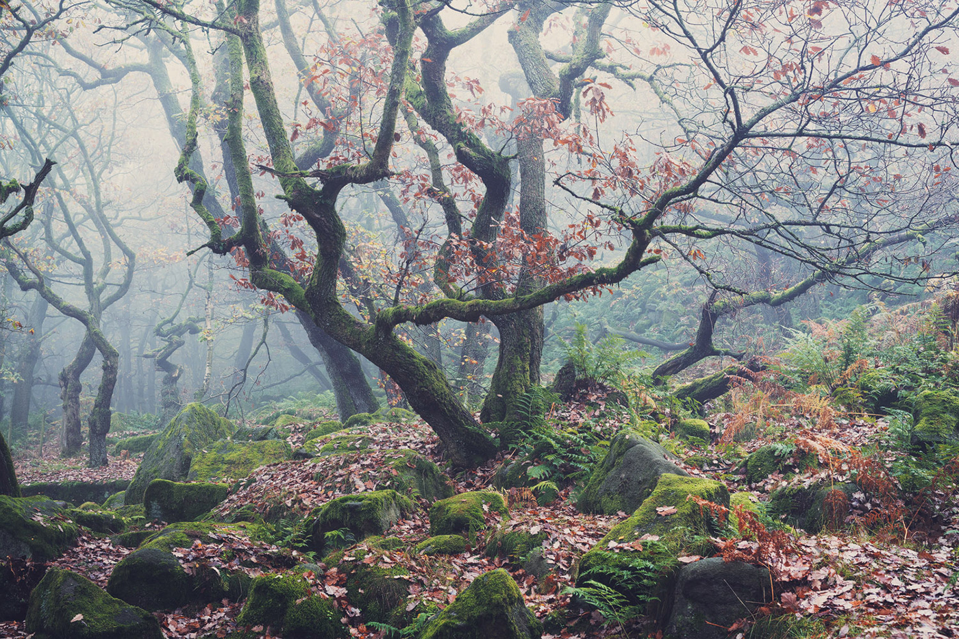 autumn curved gnarled  Grove Landscape mist Nature oak Tree  Treescape