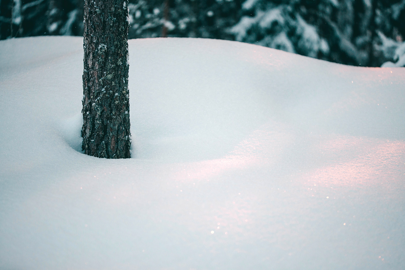 snow winter forest Nature finland Presetr