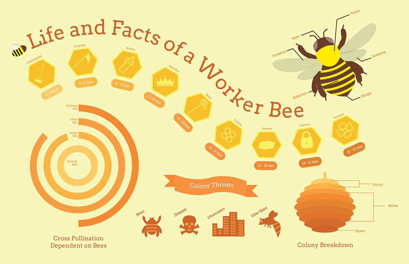 Worker Bee Infographic On Behance 