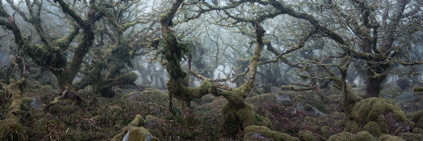 atmosphere burnell dark fine-art forest mist mystical wistmans wood woodland