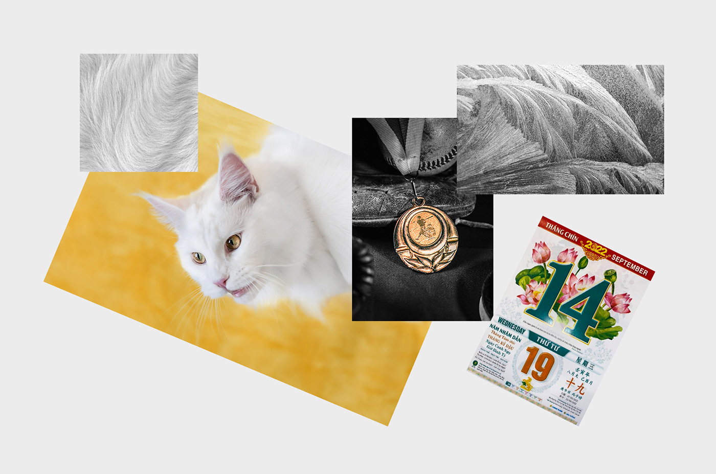 calendar Cat Experience lì xì Lunar New Year new year Poster Design tet tradition typography  