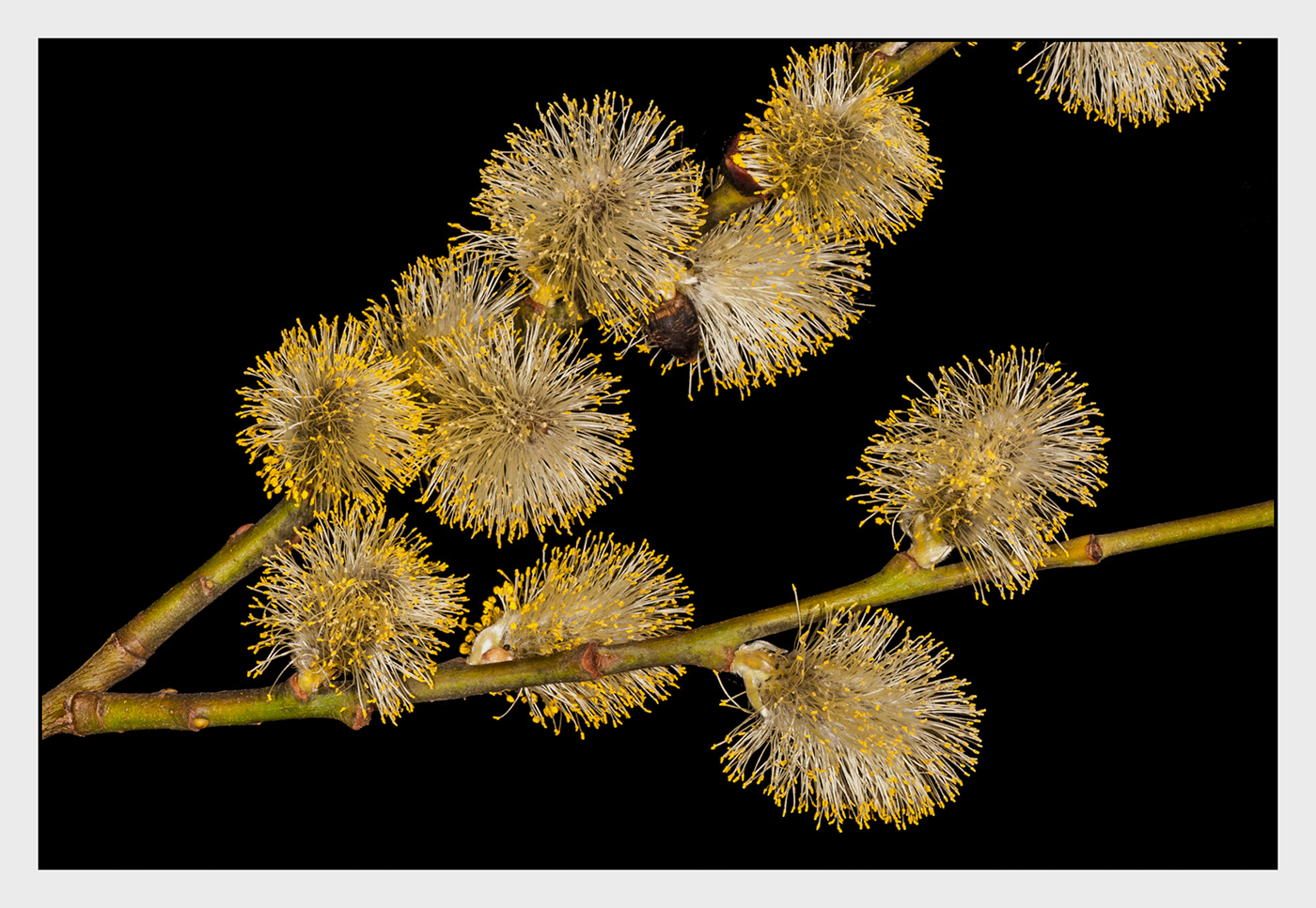 Pussy Willow.Blossoms.Close up.Photography.Macro.