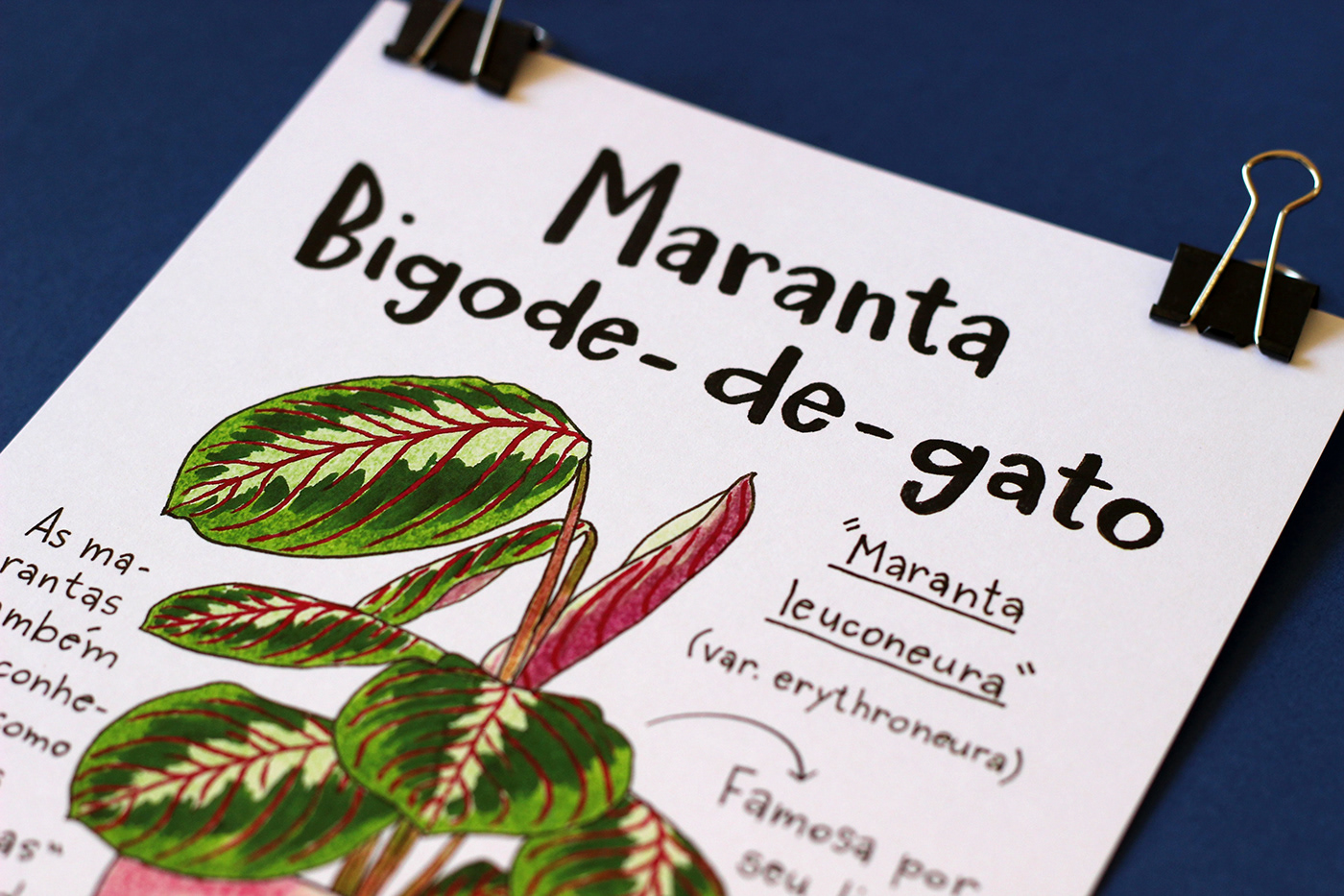 plantas plants botany botanica lettering infográfico glossário ilustrado sketchbook