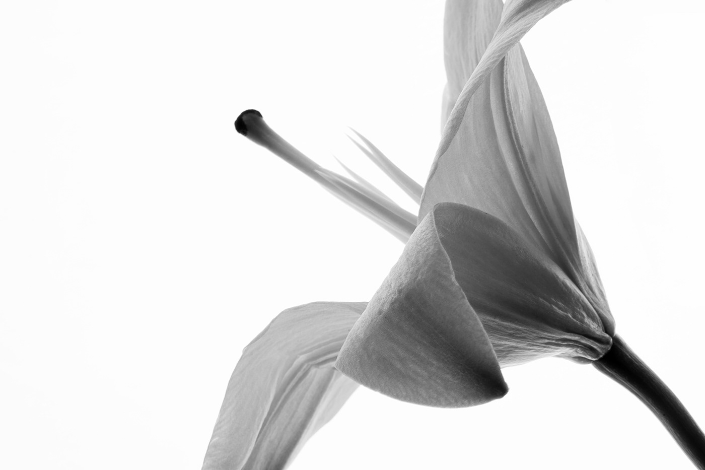 Photography  black and white floral still life photography Flowers xray nature photography