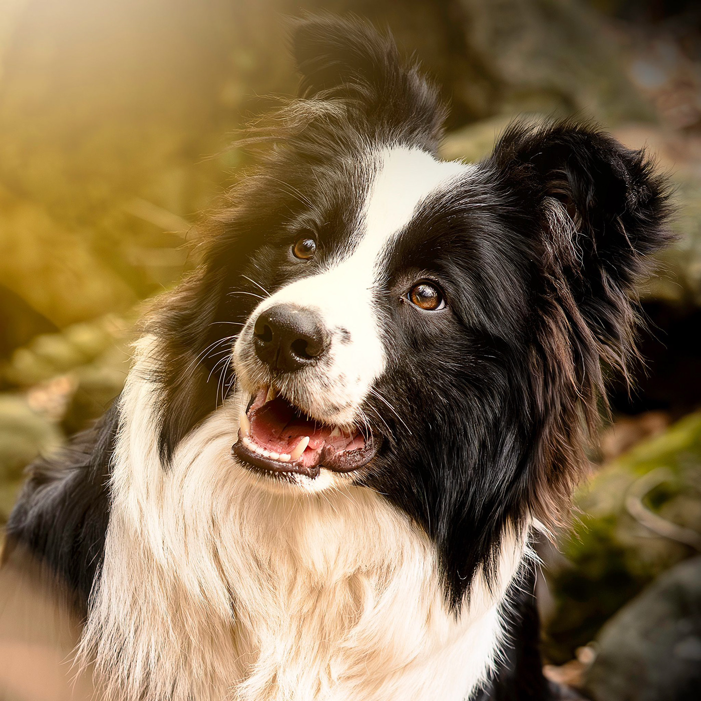 dog photography border collie Pet photoshop presets lightroom lightroom dog illustration Pet Portrait