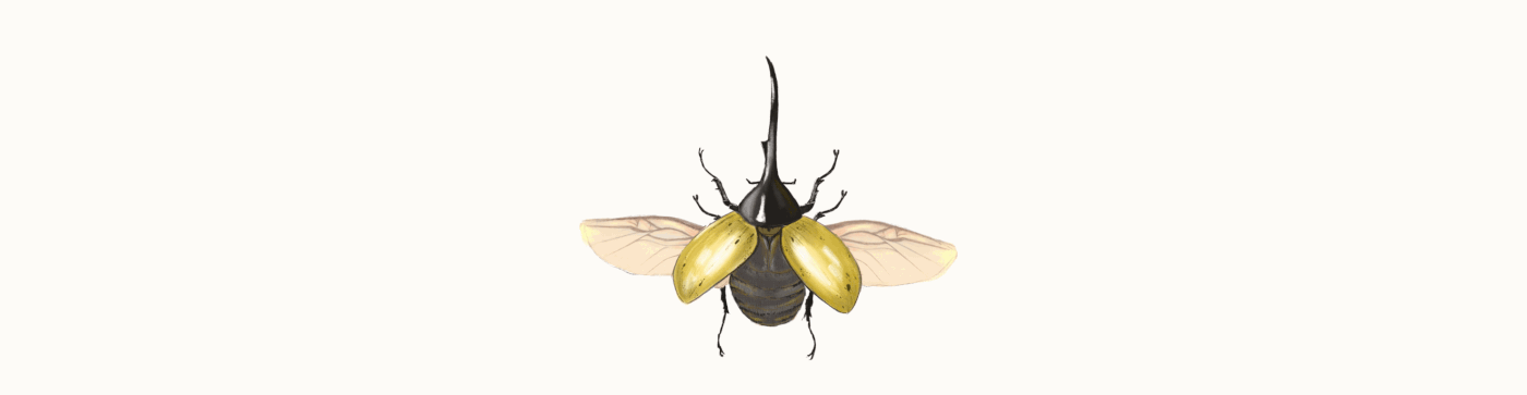 beetle bug children illustration children's book ILLUSTRATION  Illustrator insect Layout Nature spreads