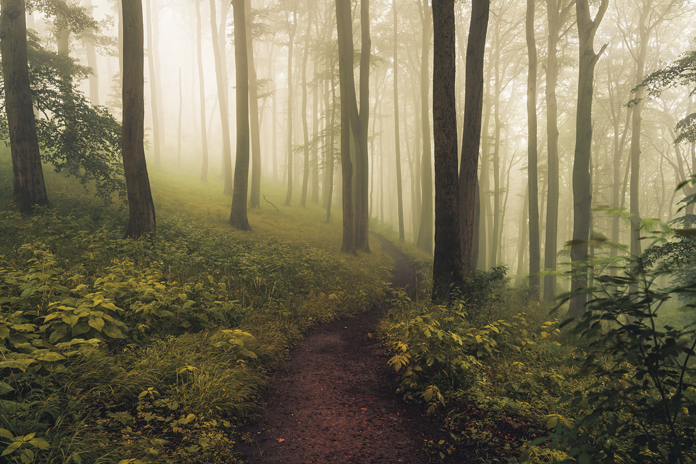 fog forest Landscape mist Nature trees Pathways woodland