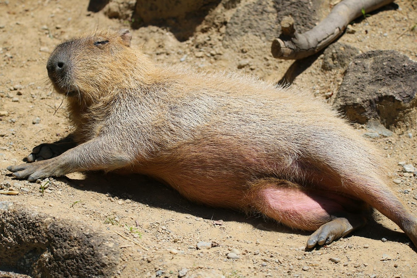 capybara,cute,pretty,peace,happiness,zoo,animal,Фотография,Behance Mobile.