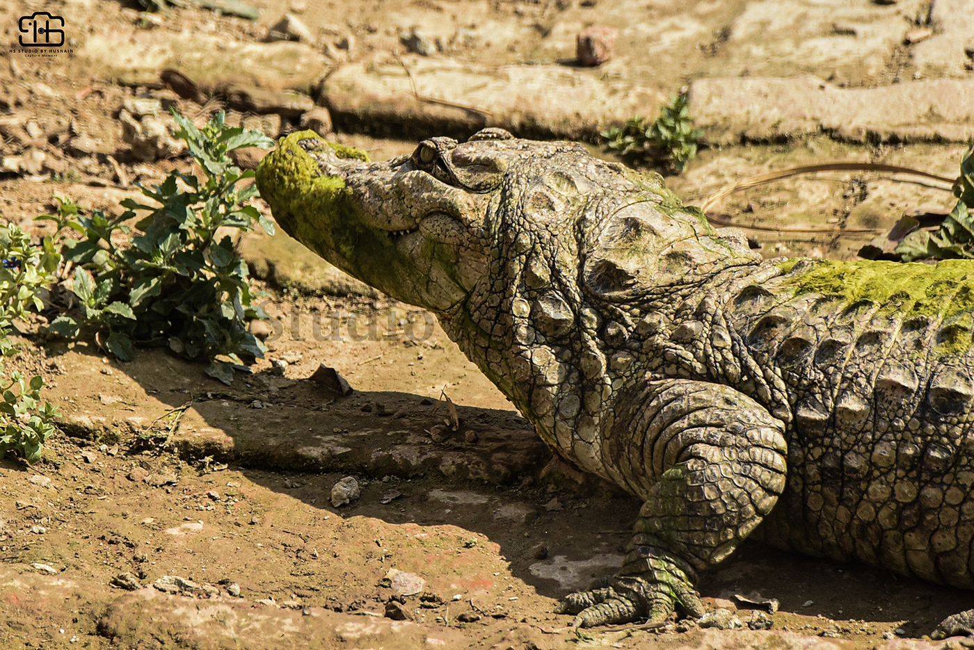 crocodiles animals animal Nature Landscape Travel photographer Photography  Crocodiles Reptiles Crocodilesworld