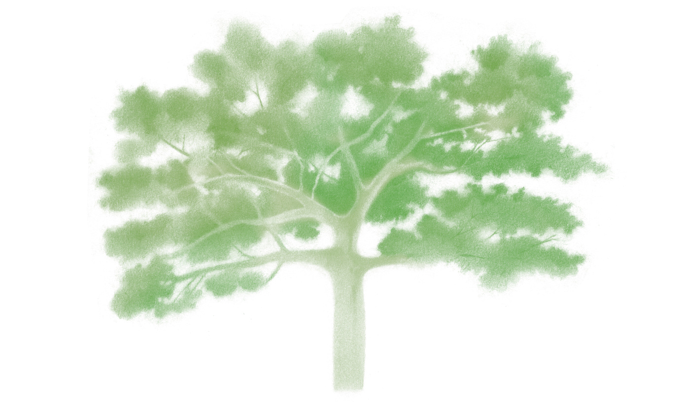 botanical dibujo Drawing  forest ILLUSTRATION  leaves plants Tree  trees