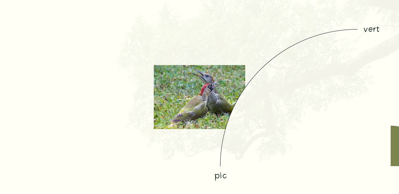 birds branding  Figma identity Interface Logotype oiseaux Web Website xD