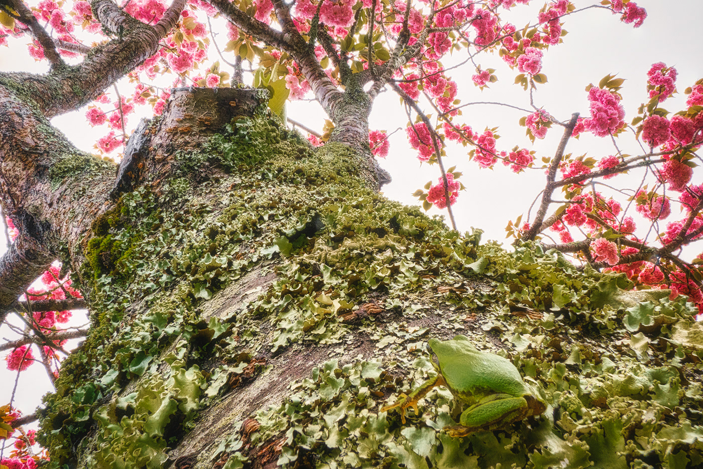 A bug's eye view on climbing trees