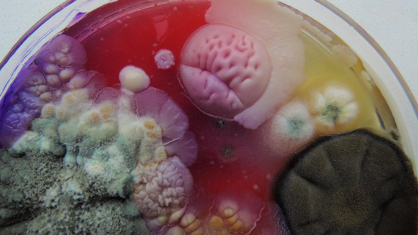 art FINEART petridish bioart Patterns Shades tones textures colours microbiology