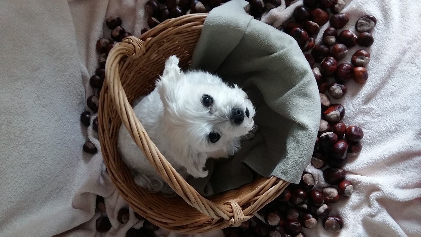 maltese dog White sweet chestnuts basket blanket