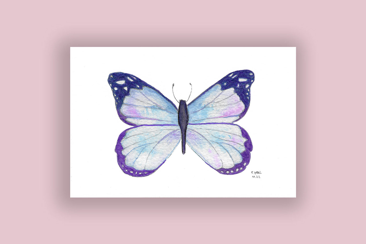 art butterfly Drawing  ILLUSTRATION  insect watercolor