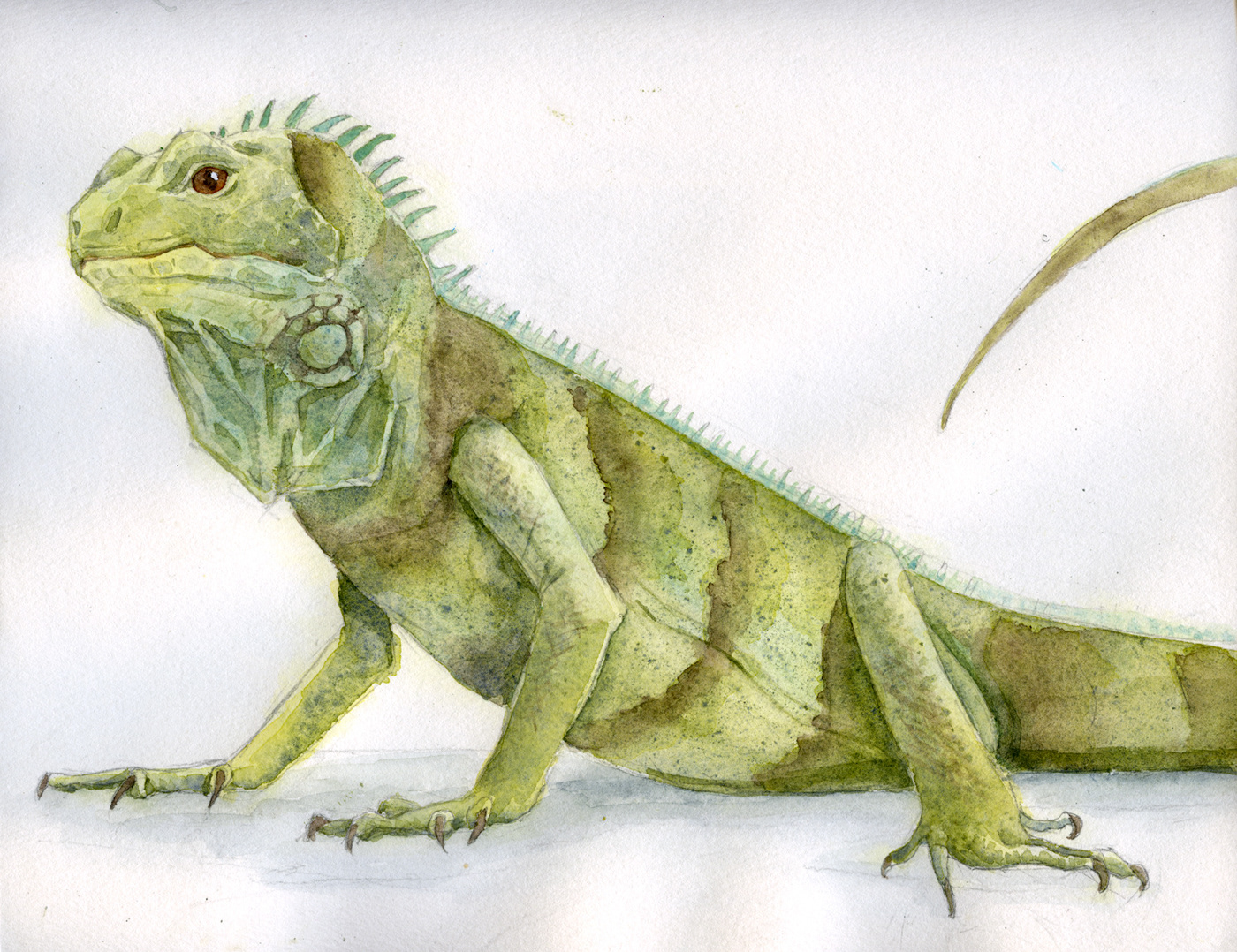 watercolor painting   animal reptile iguana