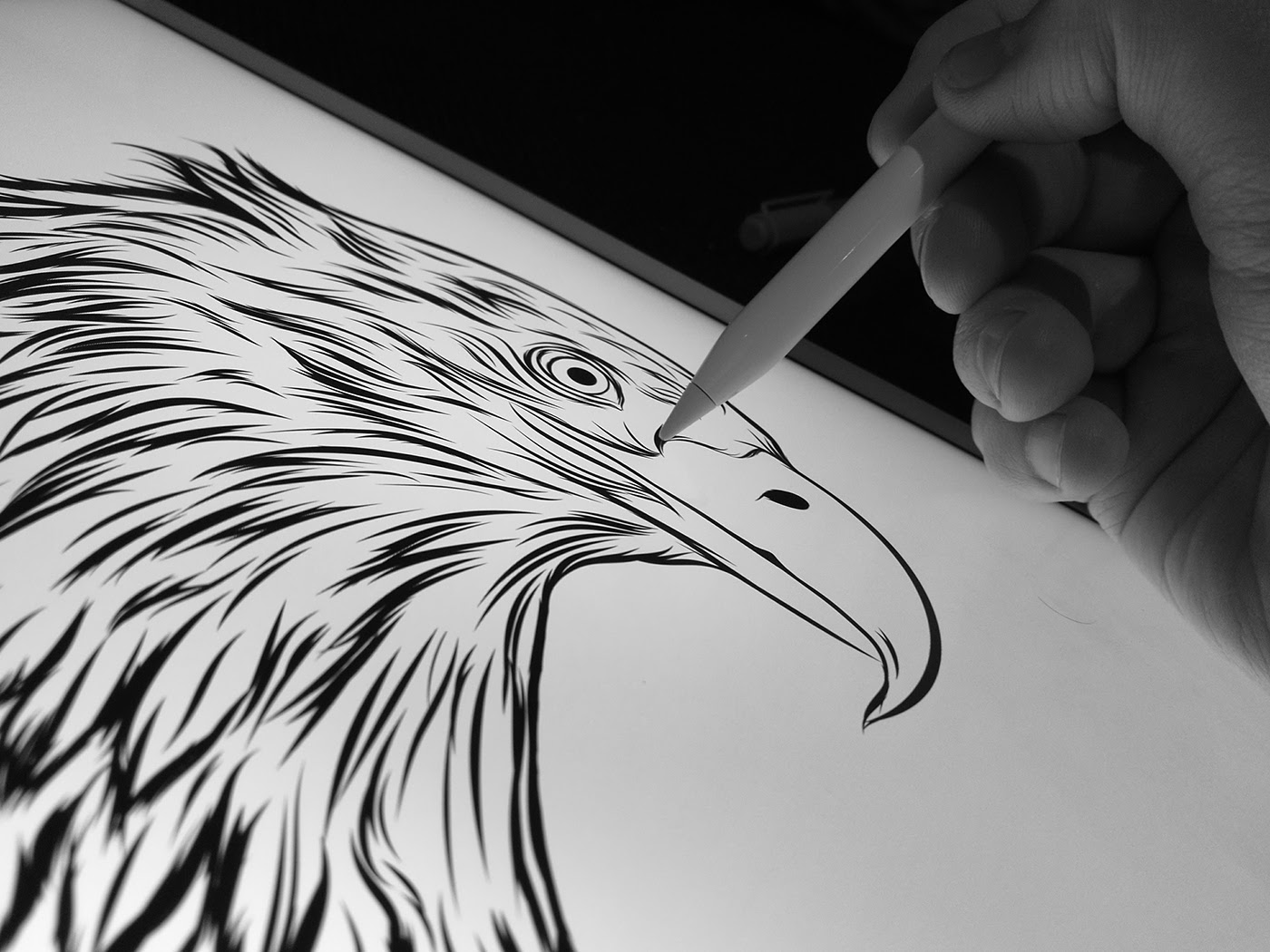seaeagle eagle adobedraw adobe draw Drawing  vector ipadpro apple pencil MakeItonMobile