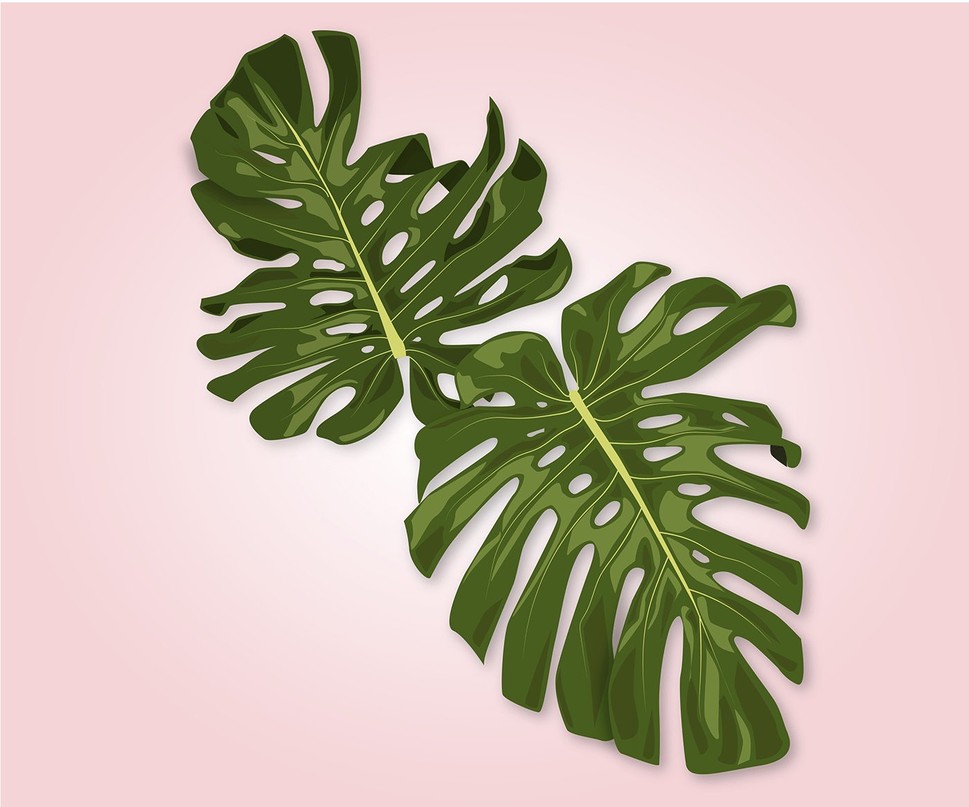 green interior plant leaves Monstera Monstera Deliciosa  monstera leaves monstera plant Plant swiss cheese swiss cheese plant