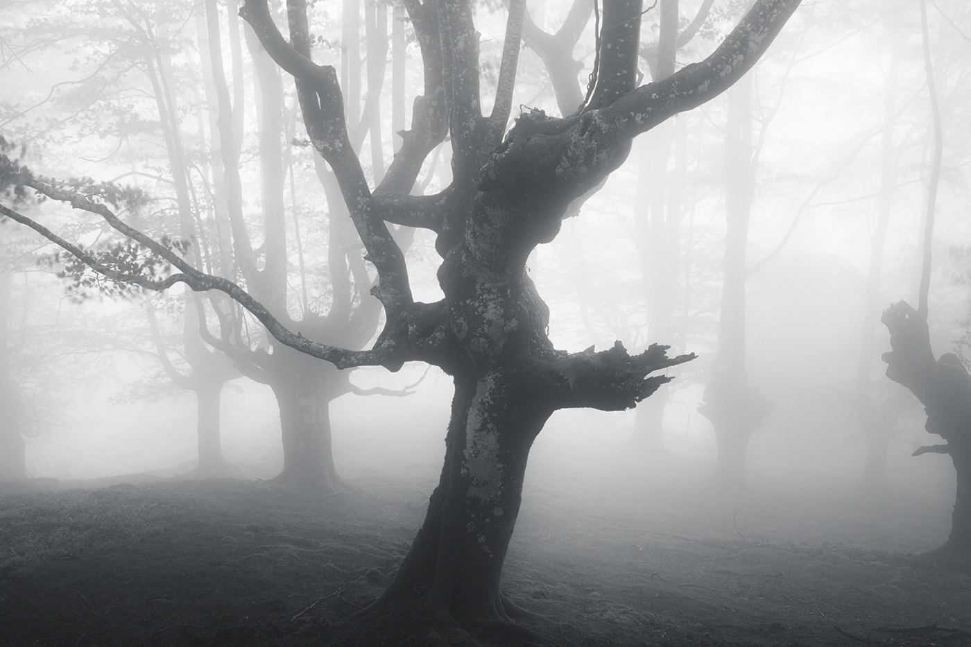 Landscape Nature Treescape monochrome Beech forest Grove fog afterworld fairytale