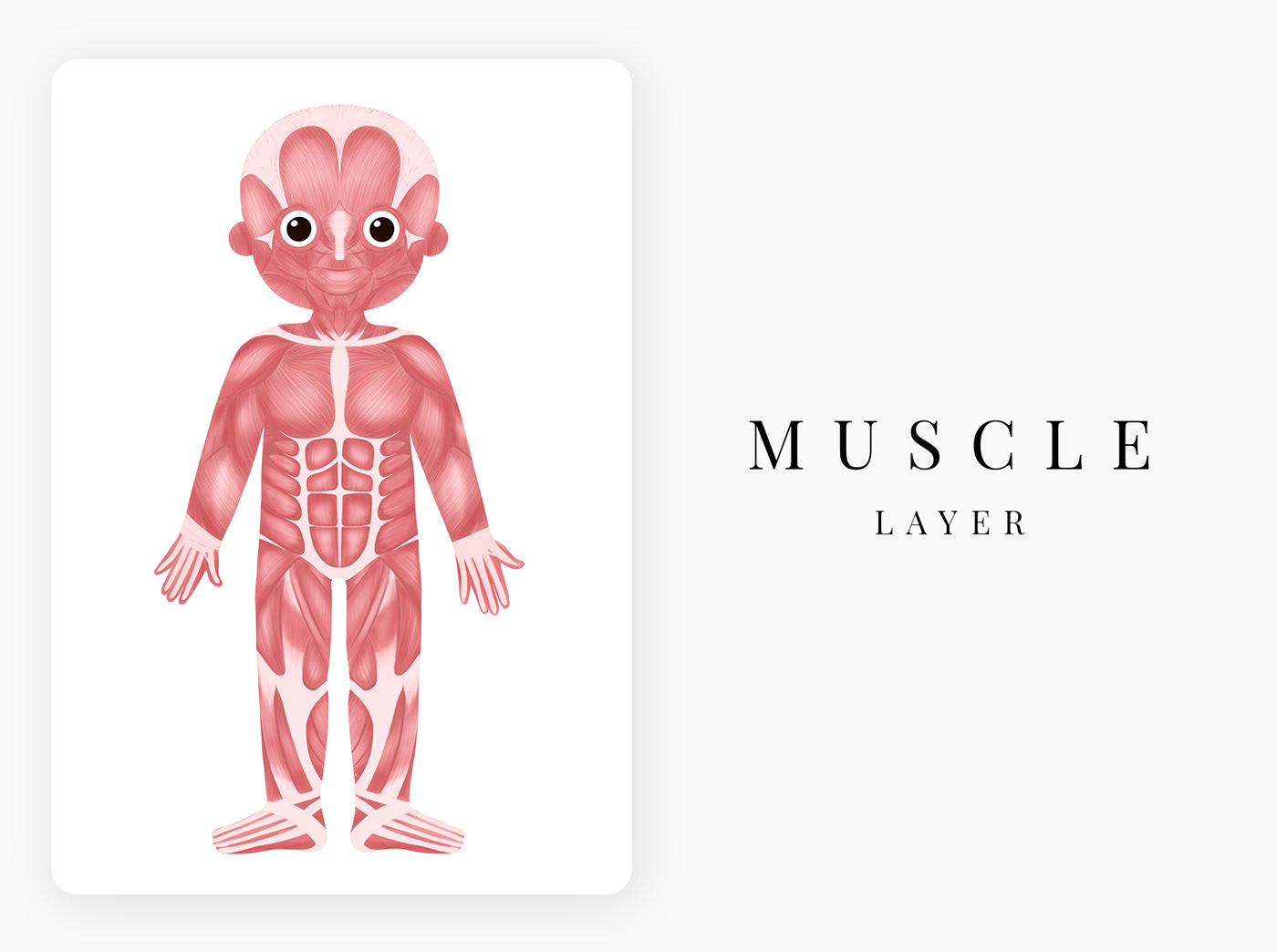 Illustration of cards on anatomy for children. Detailed human structure. Muscles in the human body. 