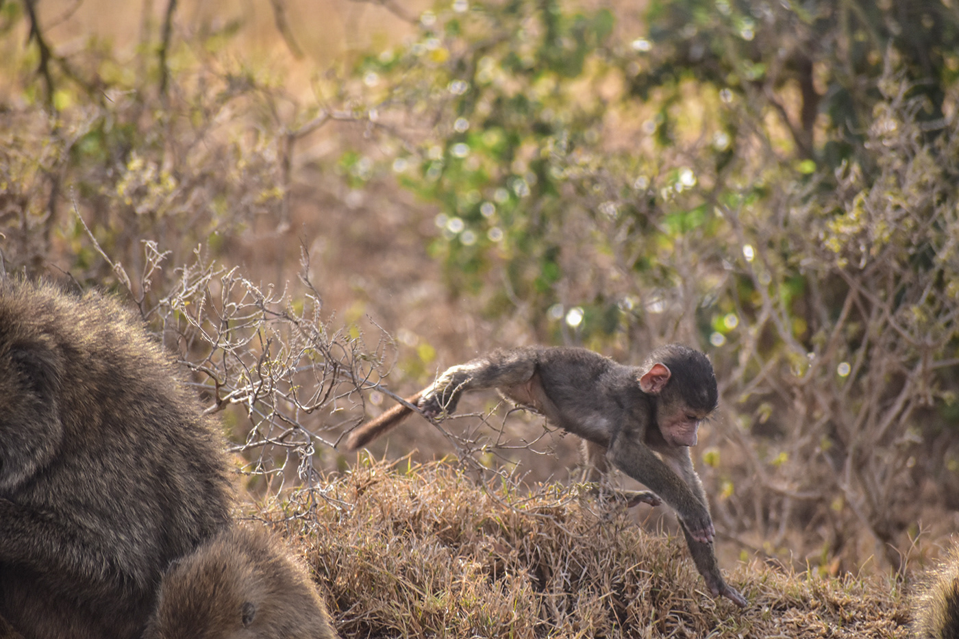 nakuru kenya Nature twenderaundi cheeky baboon Comedy Wildlife Lake Nakuru national park