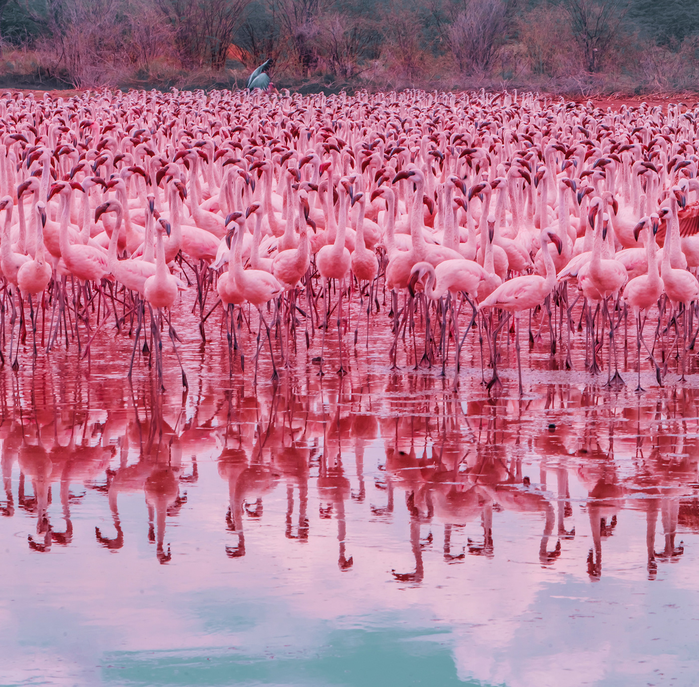 Big Flamingo Project on Behance