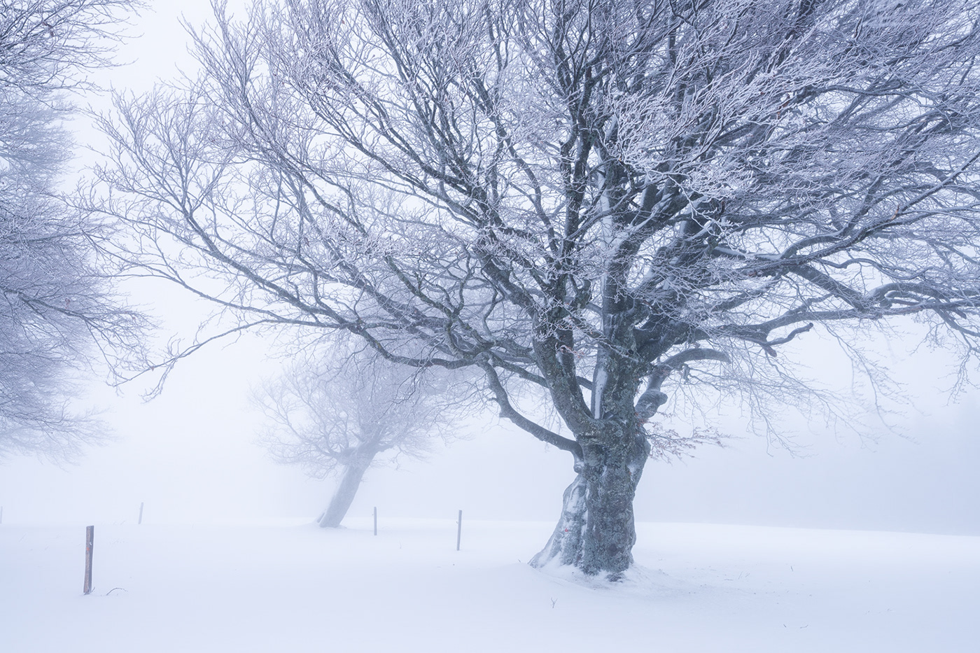 whiteout winter Nature Landscape Treescape Beech Tree  mountain snow coldness hoarfrost
