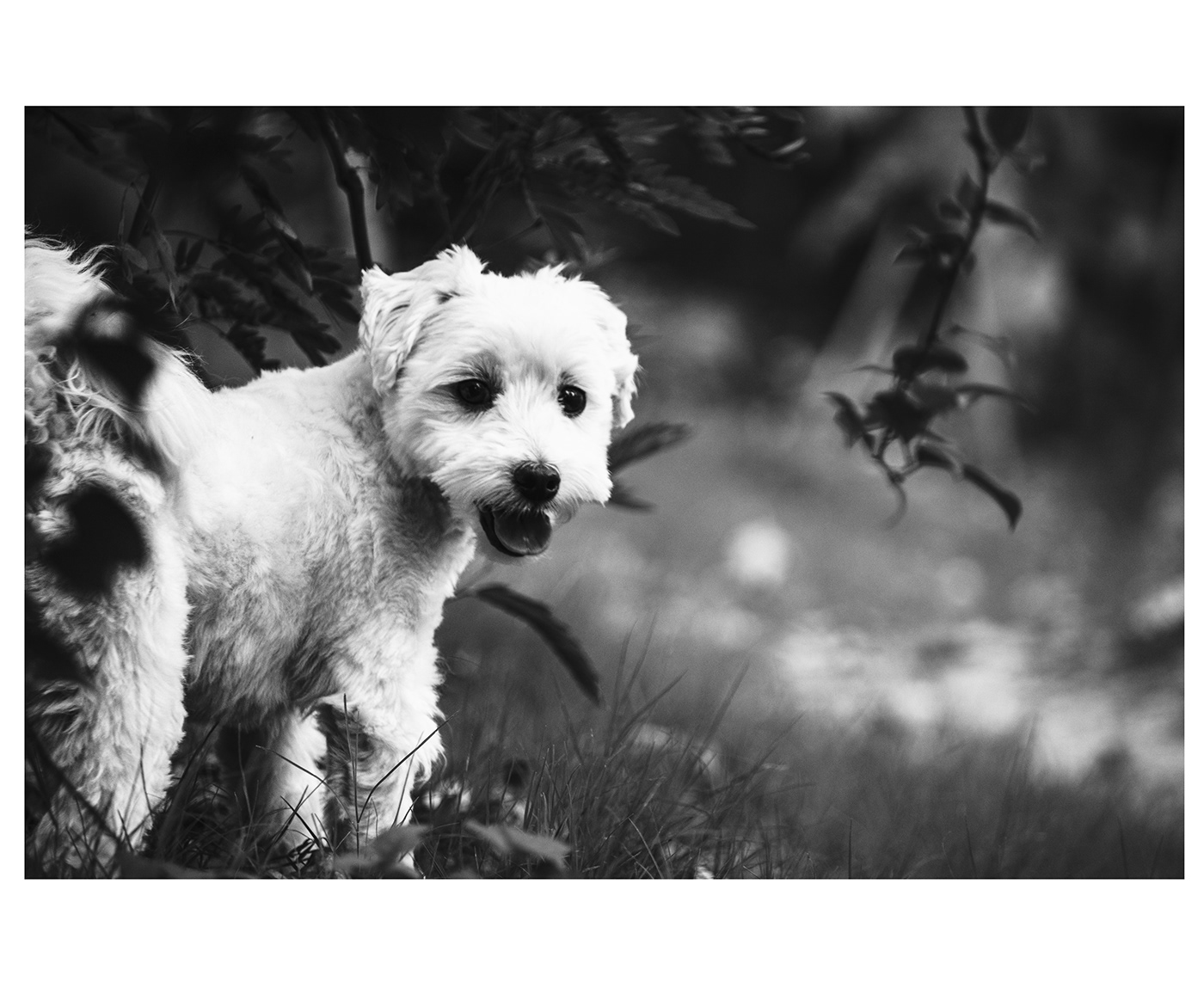 Photography  black and white street photography dogs innocence pets dog dogslover