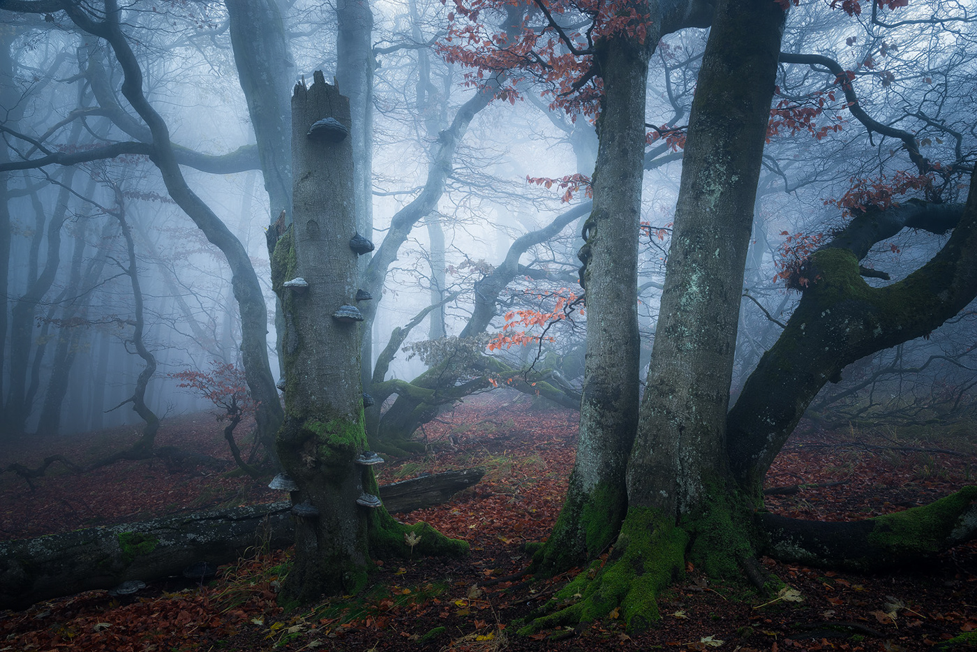 fog forest Landscape mood Nature Photography  trees woodland