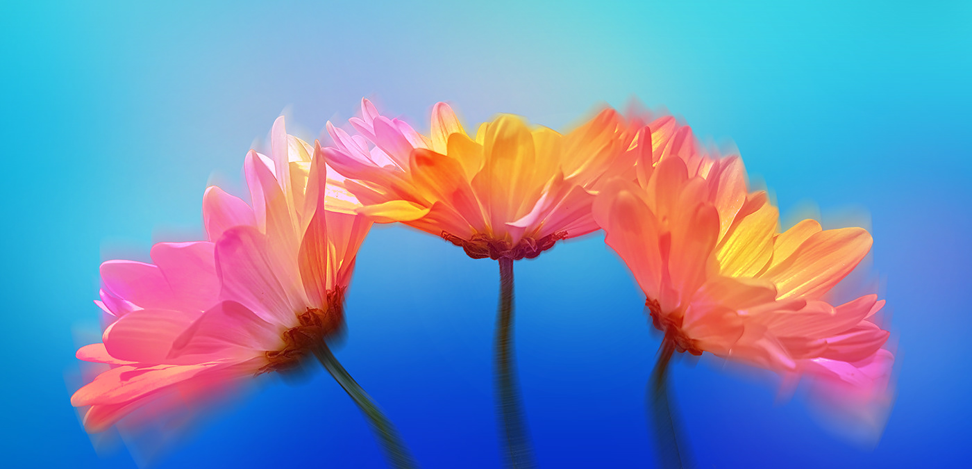 botanical colorful floral Flowers kaleidoscope Nature photographer photoshop