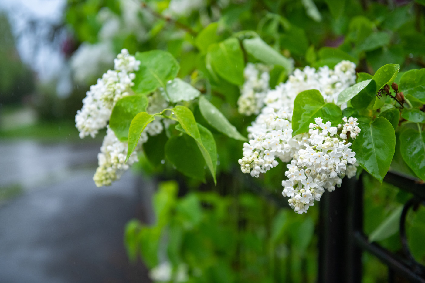 White syringa blossoms during the rainy day