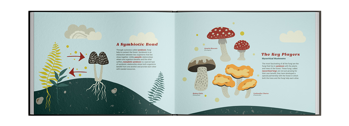 ILLUSTRATION  science exhibit Exhibition Design  forest illustration tree illustration mushroom illustration