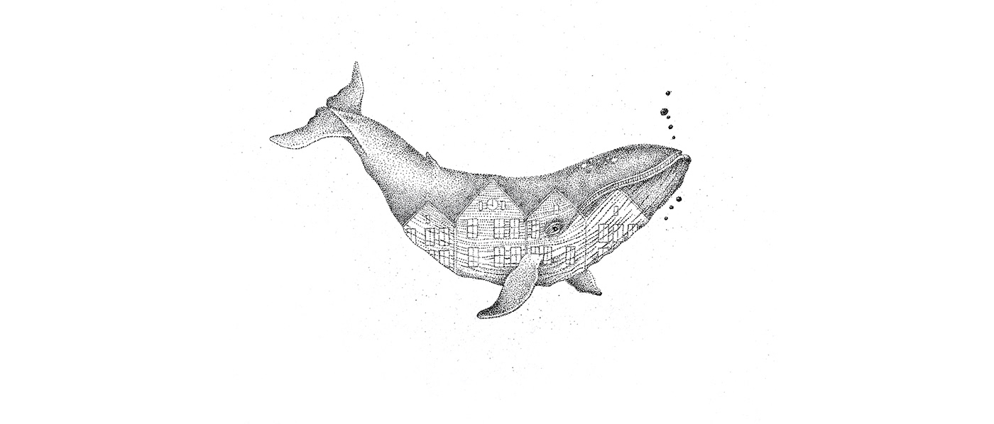 printmaking etching intaglio ILLUSTRATION  Whale animal studio