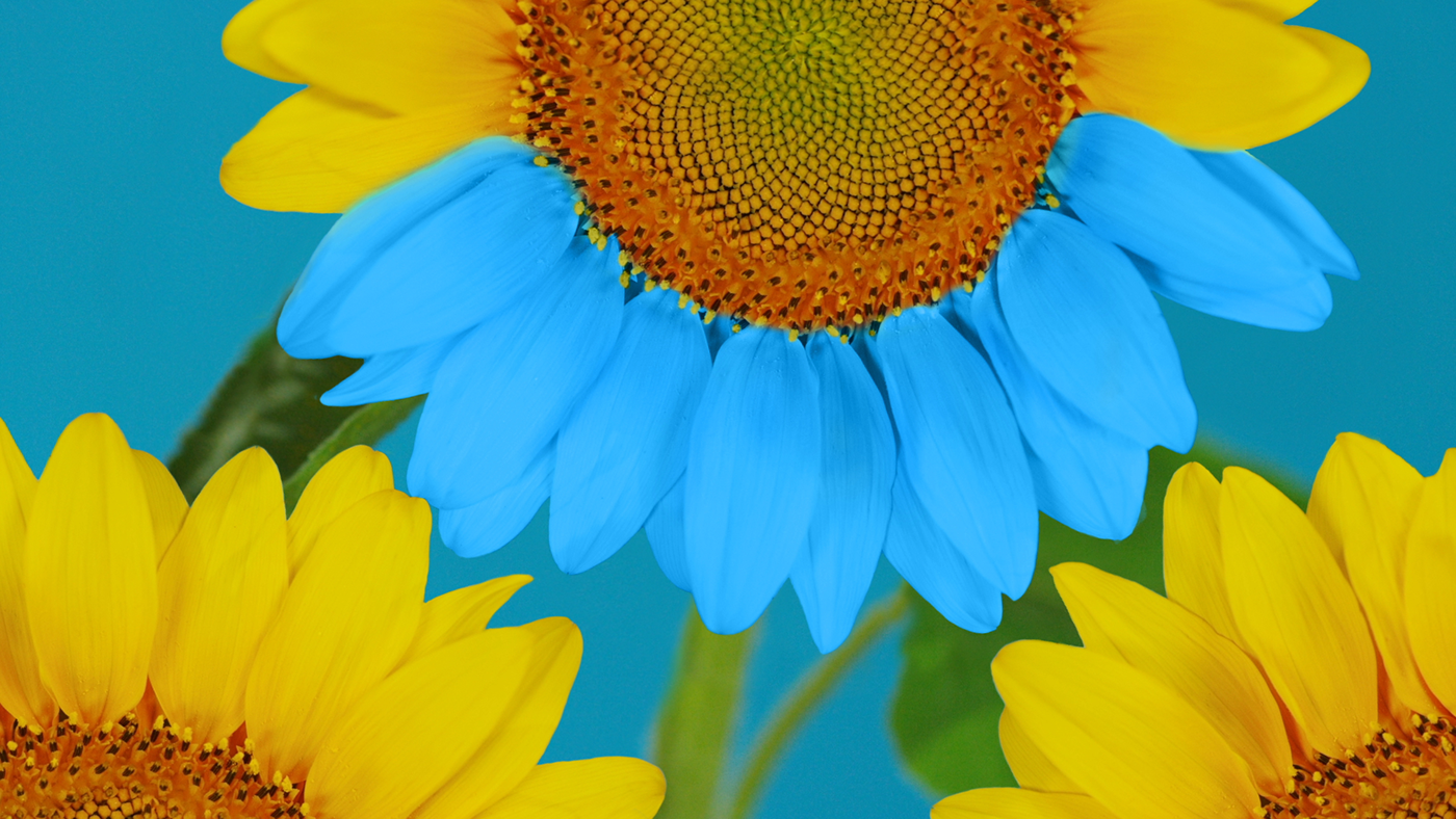 tv bumper branding  ukraine Independence sunflower soil yellow blue girls
