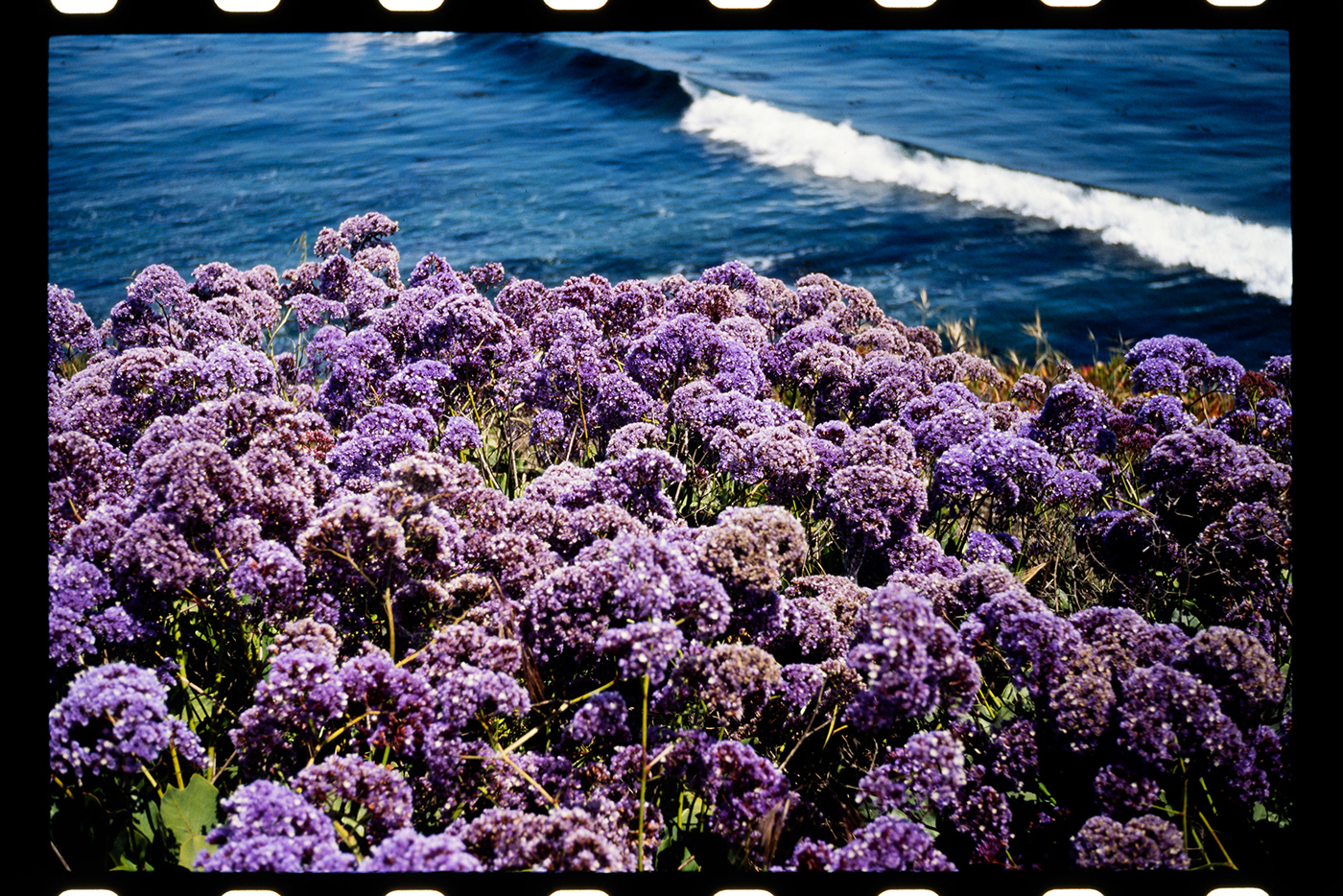 flower lavender purple blue pacific ocean waves Coast water Nature Photography 