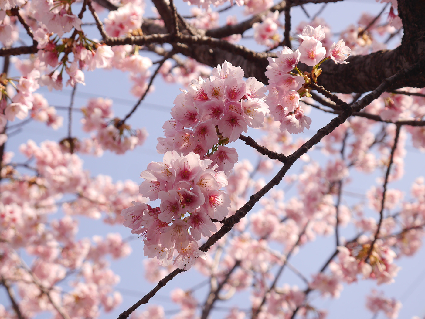 flower cherry blossoms pink spring bird