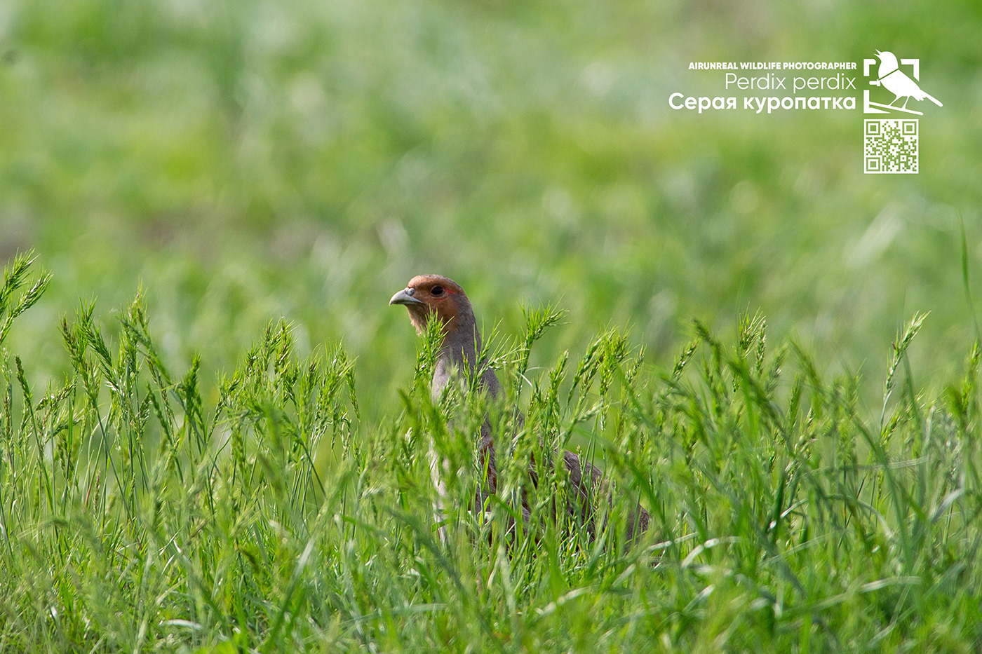 bird birds birdswatching Grey partridge perdix perdix perdix Russia volgograd wildlife