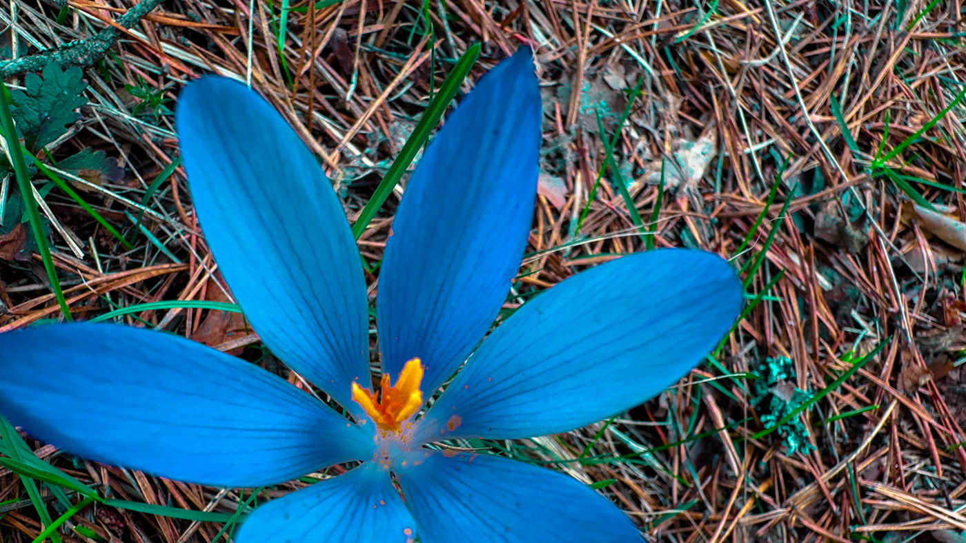 Flowers WILD FLOWERS botanical Nature beauty Flora nature photography Photography  photoshoot Macro Photography