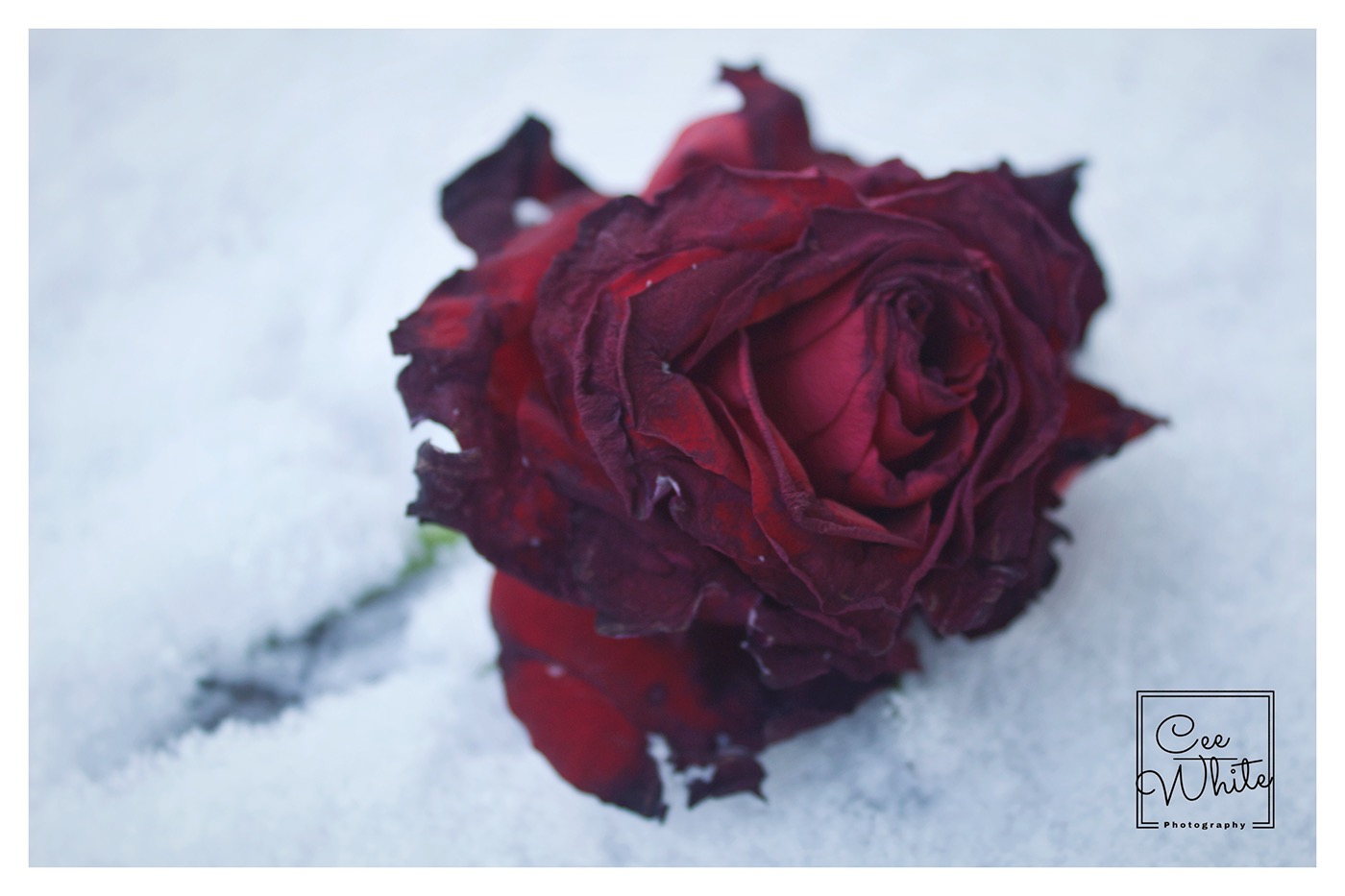 Roses snow Photography  Love leaves Poetry  Flowers Landscape art