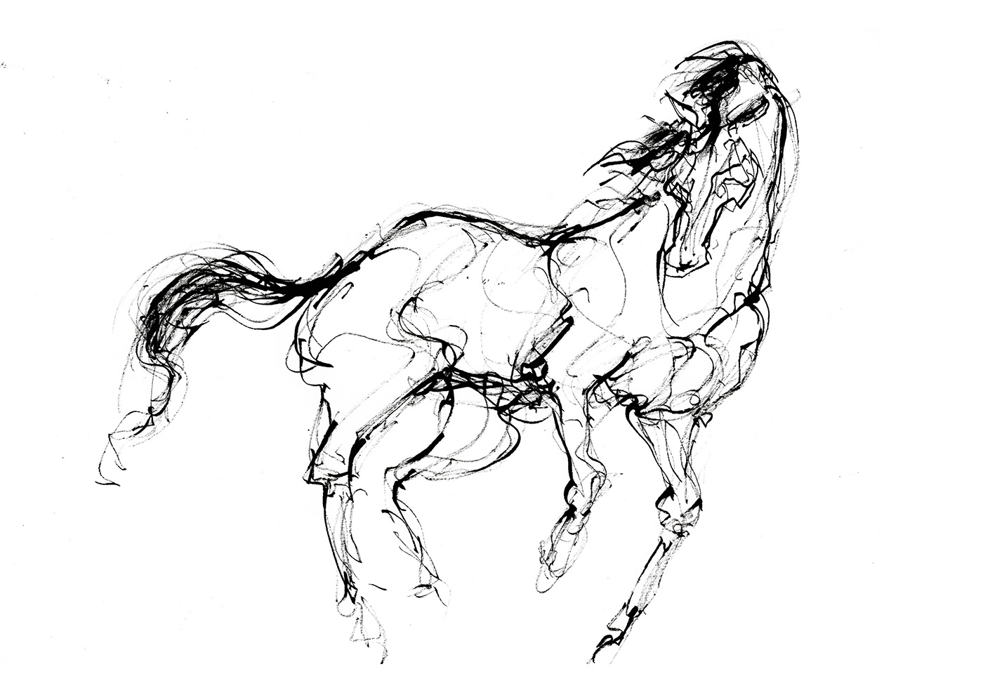black and white Dynamic Exhibition  horse Horseracing ink