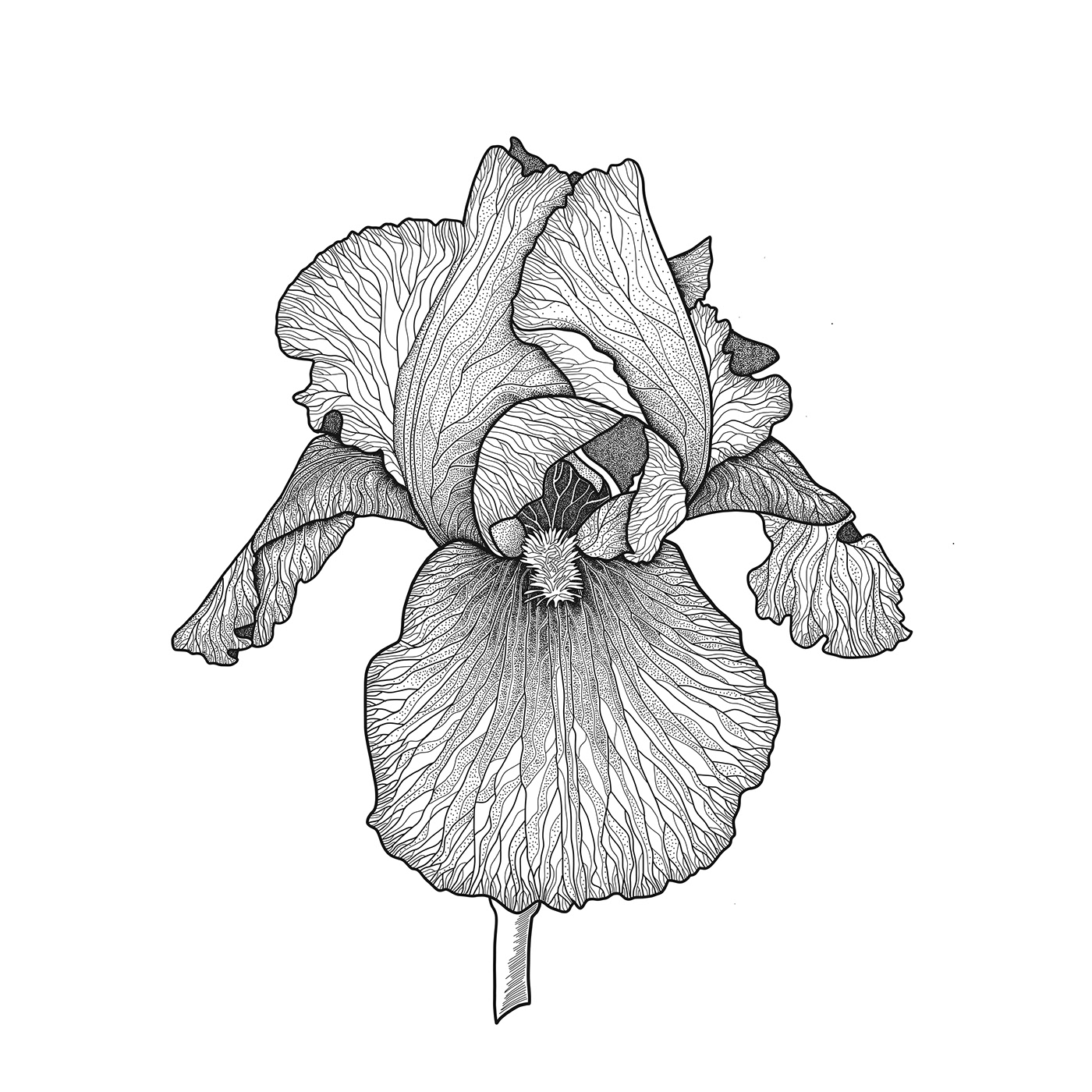 botanical flower engraving ILLUSTRATION  lines detailed Nature