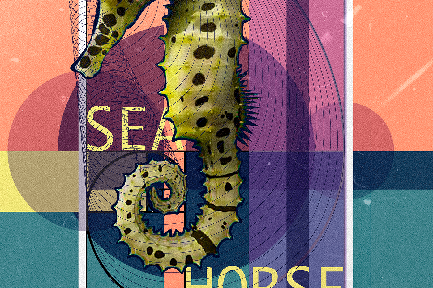 poster Golden Ratio SEZIONEAUREA Illustrator photoshop graphicdesign animal Ocean Geometrical