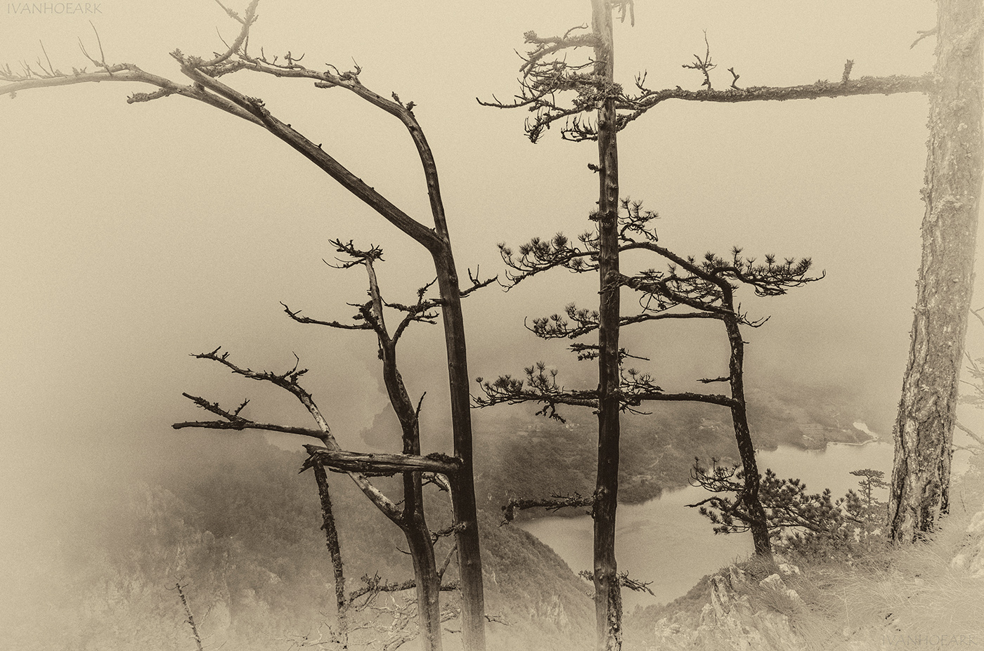 photo digital black and white trees mountain fog MORNING