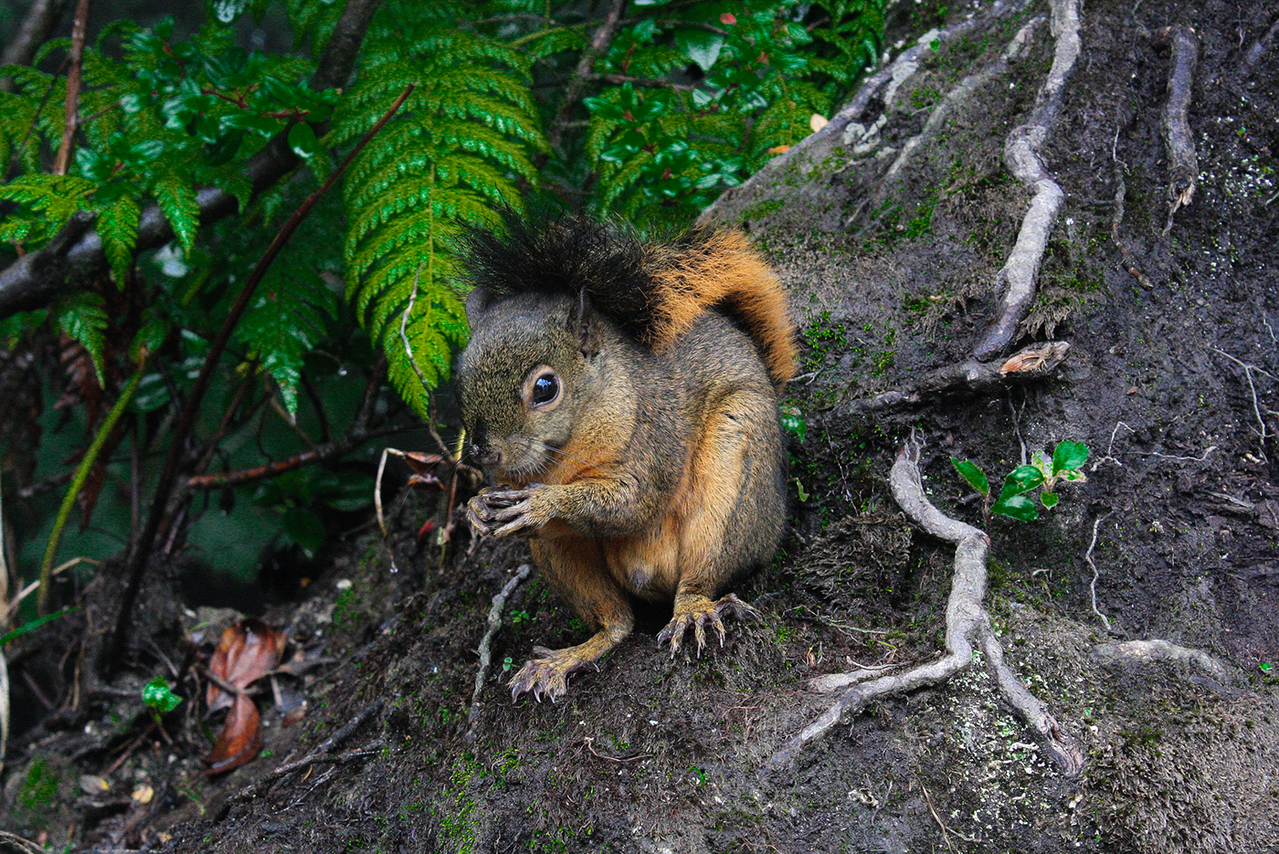 costarica puravida latinoamerica vacations Nature squirrel
