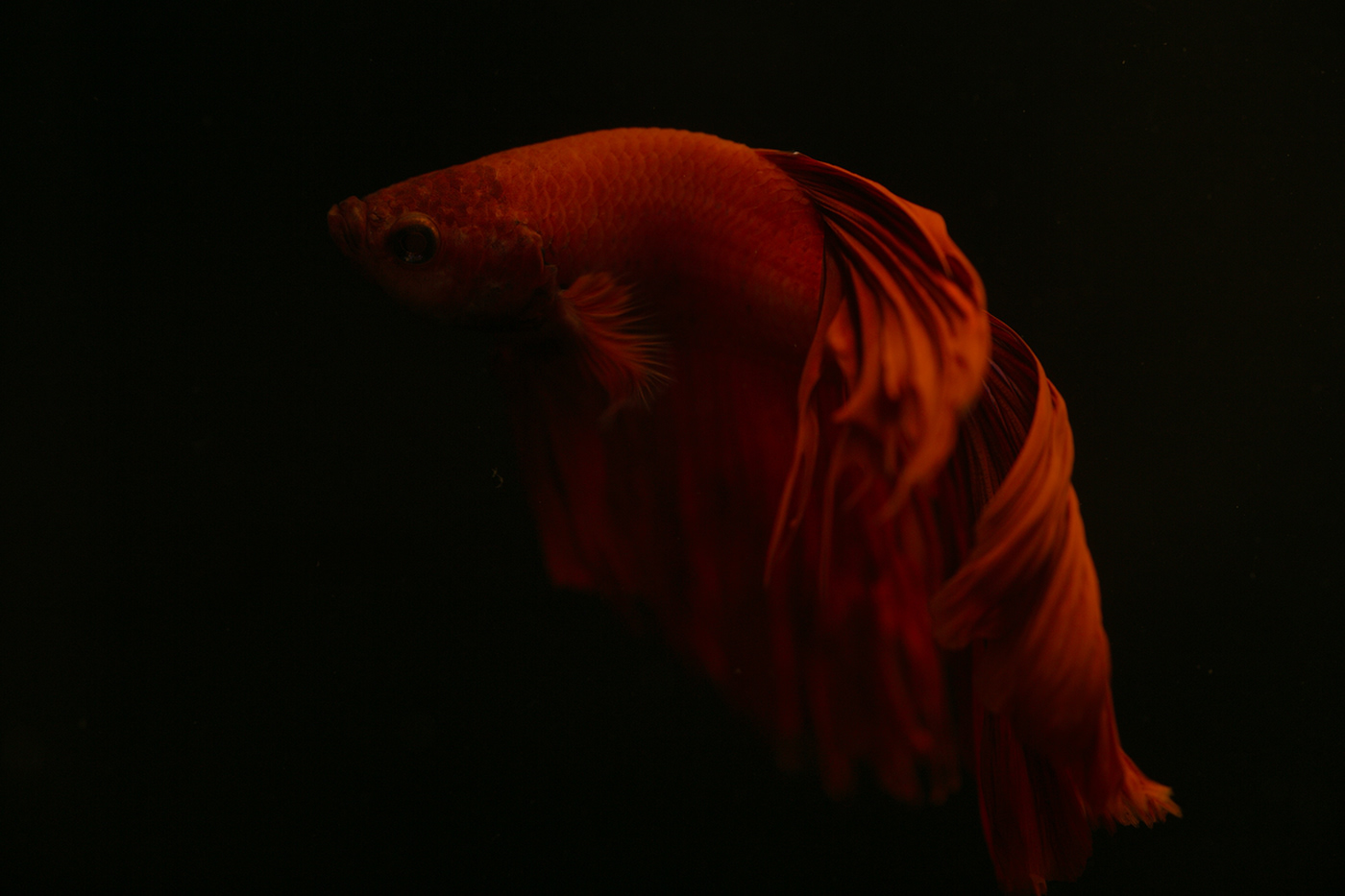 Behance Photography  macro Pet fish portrait